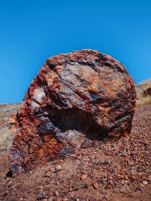 Petrified Forest National Wilderness Area by null