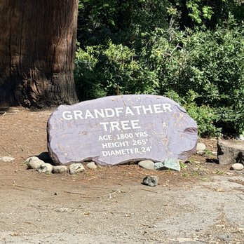 Grandfather Tree - Souvenir Shops Near Me - Piercy, California