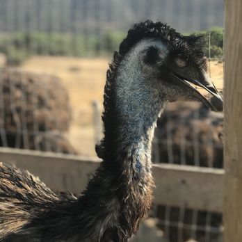 Ostrichland USA - Don't forget to feed the Emus too! - Attraction Farms Near Me - Solvang, California