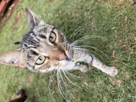 Lānaʻi Cat Sanctuary by null
