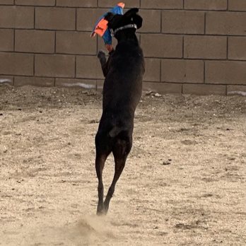 Hi-Desert Tails - Playing with the toy we bought. - Pet Stores Near Me - Yucca Valley, California