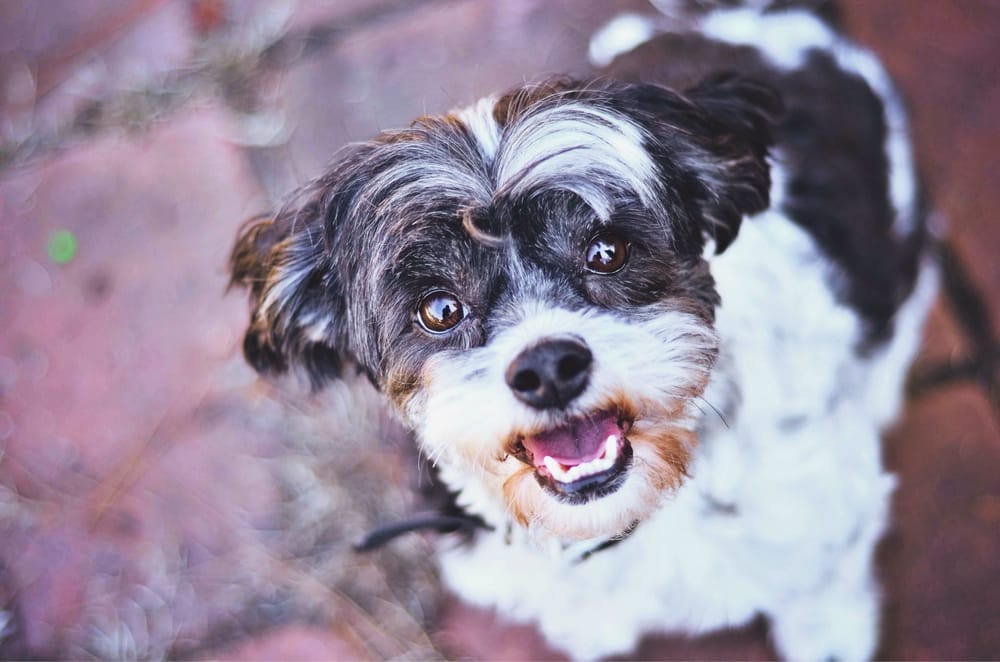 ZOOMIES PET CARE 1550 Flynt St, Griffin, GA Yelp