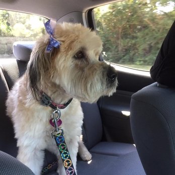 Grooming Tails - Lexee after a perfect cut! - Pet Groomers Near Me - Spring, Texas Grooming Tails - Lexee after a perfect cut! - Pet Groomers Near Me - Spring, Texas