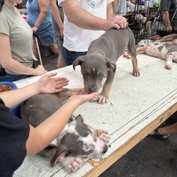 Great Smokies Flea Market