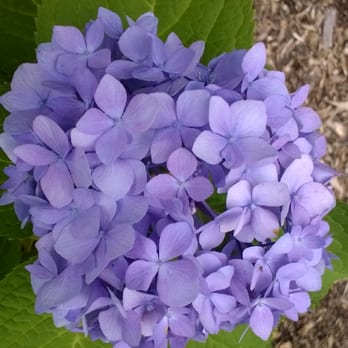 Hopelands Gardens - Parks Near Me - Aiken, South Carolina Hopelands Gardens - Parks Near Me - Aiken, South Carolina