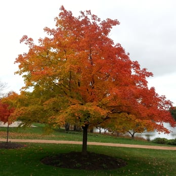 Chicago Botanic Garden - Changing of the seasons! - Botanical Gardens Near Me - Glencoe, Illinois