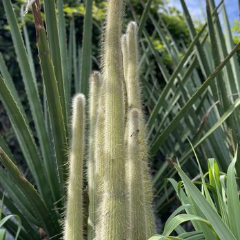 Salesforce Park - Old man cactus - Parks Near Me - San Francisco, California