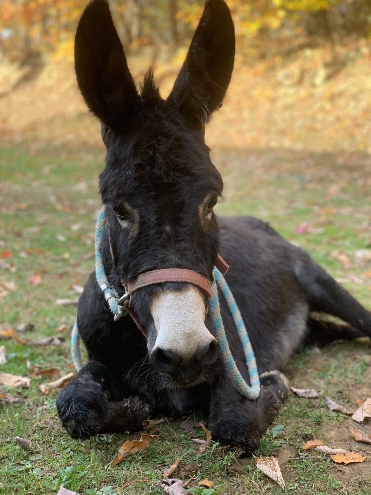 Delida Horsemanship - equestrian in Bluefield, WV