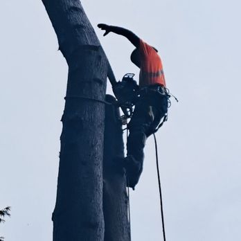 Dutchie Tree Service - Tree Services Near Me