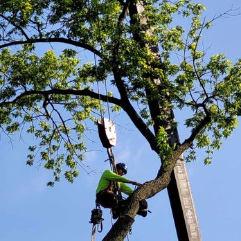 Cesar's Tree Service - These people know their job, this a a skill I could never do. - Tree Services Near Me