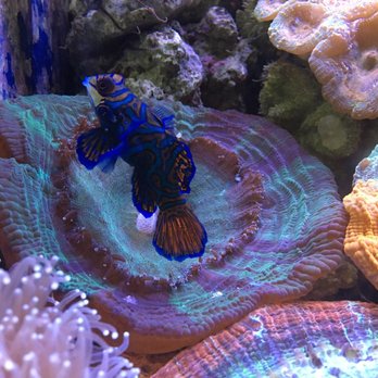 Shedd Aquarium - Aquariums Near Me - Chicago, Illinois
