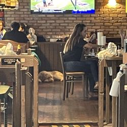 Sports Grill - Sunset - Large dog inside restaurant (not a service dog!) while there is an outside patio!