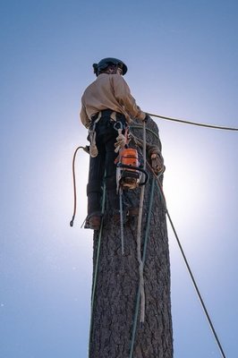 Tree Trimming - Our owner Carlos Carbajal began back in the 1990's, working small projects with his father. Through experience & research, his love for trees grew year after year. His deep knowledge and understanding of complete tree analysis & care is what puts him above the rest. Tree Trimming - Our owner Carlos Carbajal began back in the 1990's, working small projects with his father. Through experience & research, his love for trees grew year after year. His deep knowledge and understanding of complete tree analysis & care is what puts him above the rest.
