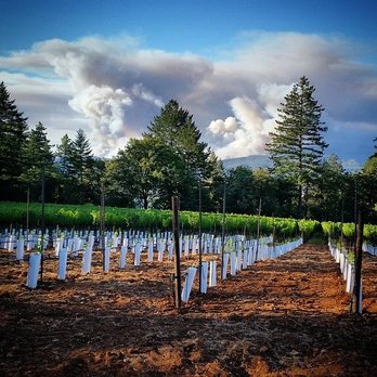 Lamborn Family Vineyards - rows of trees planted in rows - Wineries Near Me - Angwin, California Lamborn Family Vineyards - rows of trees planted in rows - Wineries Near Me - Angwin, California