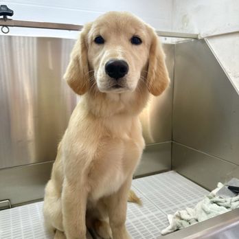 The Pawsitive Mobile Groomer - Pet Groomers Near Me The Pawsitive Mobile Groomer - Pet Groomers Near Me