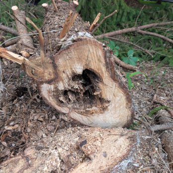 Rocky's Landscaping - Tree after removal - Tree Services Near Me
