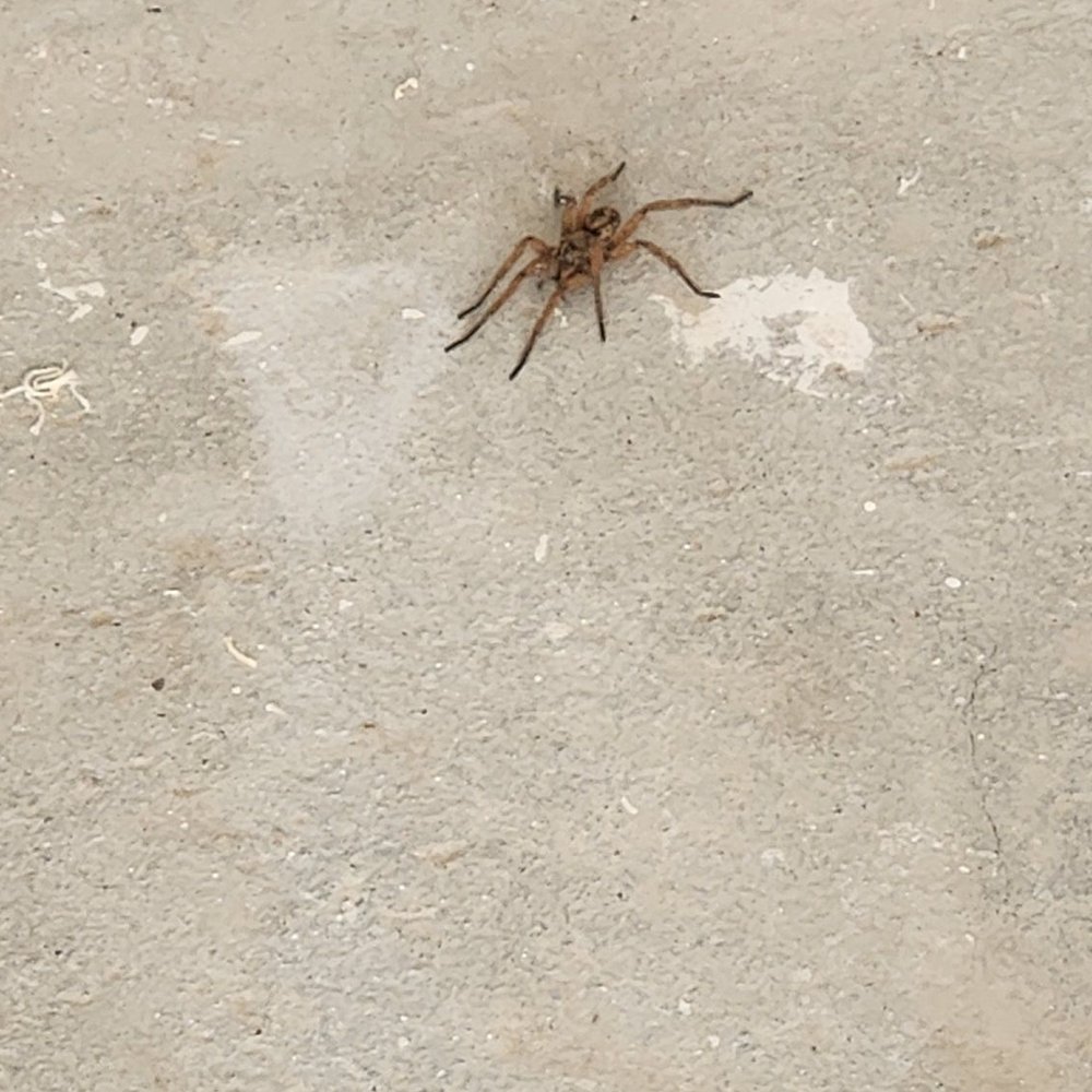 Kading Properties - Spiders all over - Property Management Near Me - Urbandale, Iowa Kading Properties - Spiders all over - Property Management Near Me - Urbandale, Iowa