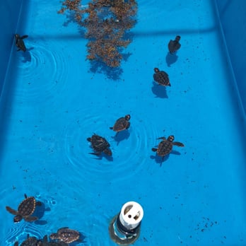 Loggerhead Marinelife Center - Hatchlings that could not make it in the wild (yet) - Community Service/Non-Profit Near Me - Juno Beach, Florida Loggerhead Marinelife Center - Hatchlings that could not make it in the wild (yet) - Community Service/Non-Profit Near Me - Juno Beach, Florida