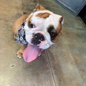Pooch Pawlor Spa - Pet Groomers Near Me - Glendale, California
