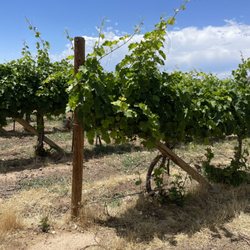 Mafia Princess Wines - Muscat Canelli vines