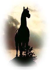 PaperShell Stables - equestrian in Walterboro, SC