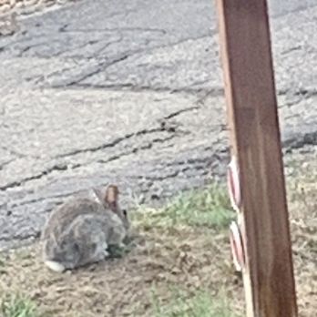 Discovery Lodge - Peter Cottontail-Nani would have liked to have an up close and personal encounter! - Hotels Near Me - Estes Park, Colorado