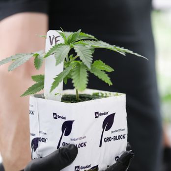 Flora Terra - Cannabis Dispensaries Near Me - Santa Rosa, California Flora Terra - Cannabis Dispensaries Near Me - Santa Rosa, California