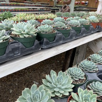 Isaac Farms - Nurseries & Gardening Near Me - Miami, Florida Isaac Farms - Nurseries & Gardening Near Me - Miami, Florida