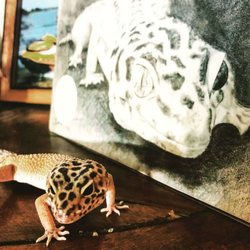 Leopard gecko pencil drawing with gecko