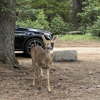 McCloud River - Bambi said hi - Hiking Near Me - McCloud, California