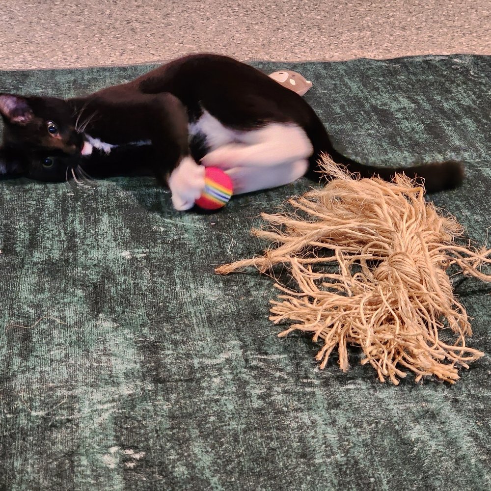 PurrsnicKitty - Percy playing with toys in the playground - Pet Boarding Near Me - Phoenix, Maryland