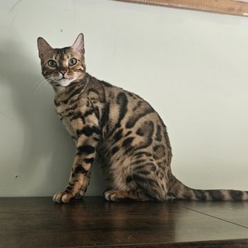 Crystal Maine Coons - Laney love my torbie bengal - Pet Breeders Near Me Crystal Maine Coons - Laney love my torbie bengal - Pet Breeders Near Me
