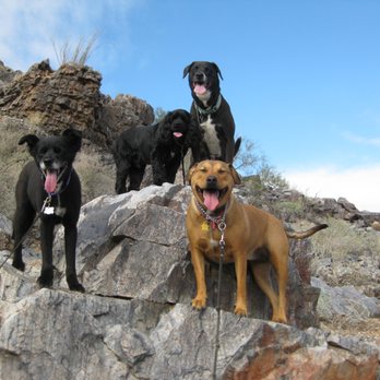Four Paws Adventures - Happy pups enjoying our beautiful desert trails! - Dog Walkers Near Me