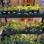 Photo of Kent East Hill Nursery