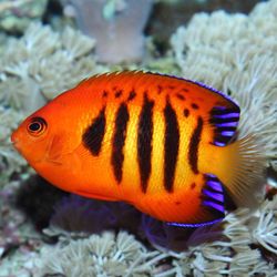 Exotic Pet World