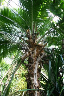 Palmiarnia Poznańska by null