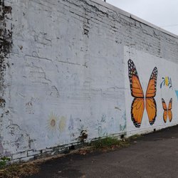 Blue Willow Coffee - This place gives you butterflies.