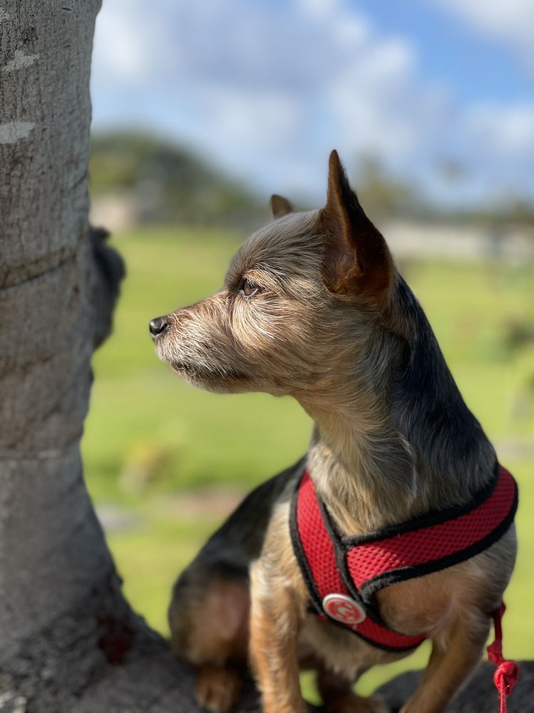 DIAMOND HEAD MEMORIAL PARK Updated October 2024 154 Photos & 25
