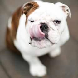 Gianna Conci Photography - Pet Photography