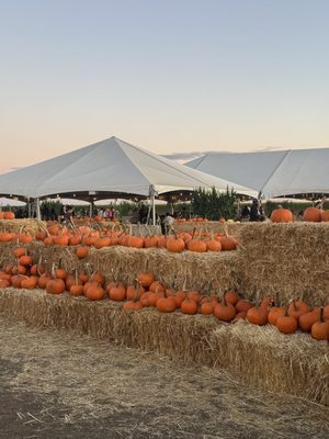 Cool Patch Pumpkins by null