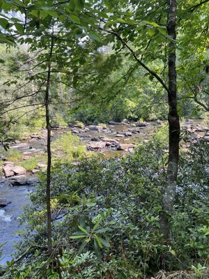 DuPont State Recreational Forest by null