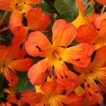 Berkeley Horticultural Nursery - colorful plants - Nurseries & Gardening Near Me - Berkeley, California