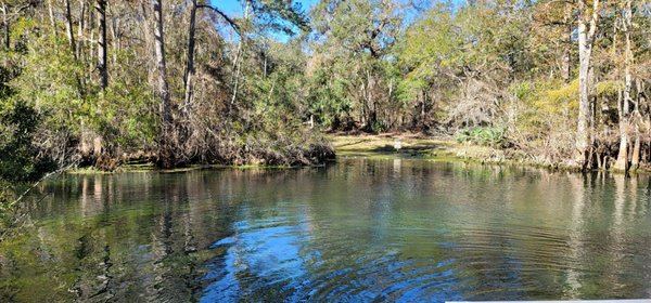 Manatee Springs by null