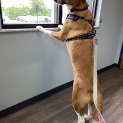 Mexico Road Animal Hospital - Dog