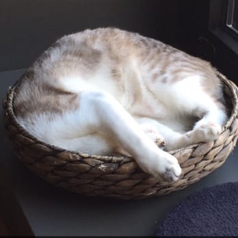 Crazy Cat Café - Cute cat haha - Cafes Near Me - Milan, Michigan