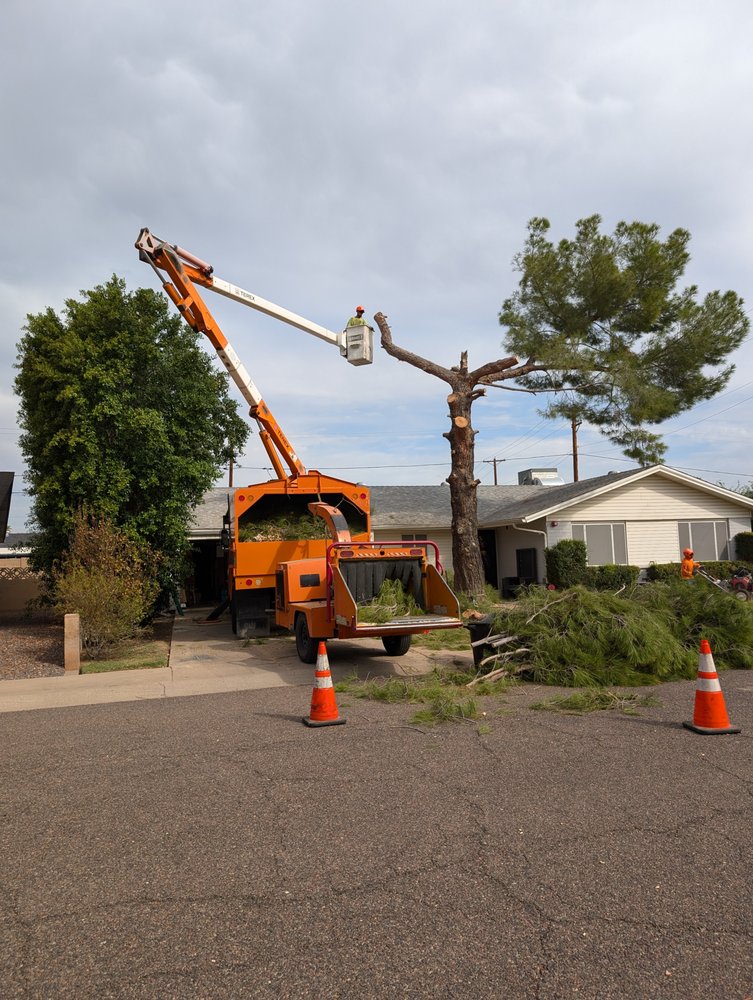 Essence AZ - tree service in Phoenix, AZ
