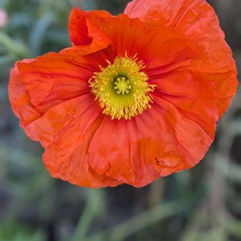 Goodneighbor Floral - Florists Near Me