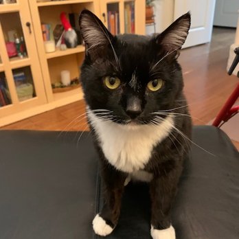 Higley Road Pet Clinic - I love Dr. Oliver. He is the best vet in Gilbert. - Veterinarians Near Me - Gilbert, Arizona Higley Road Pet Clinic - I love Dr. Oliver. He is the best vet in Gilbert. - Veterinarians Near Me - Gilbert, Arizona