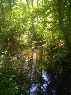 The Nature Conservancy Apalachicola Bluffs and Ravines Preserve (Garden of Eden trail) by null
