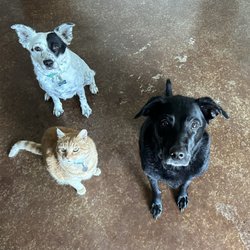 Frontier Veterinary Clinic - My dogs and cat!